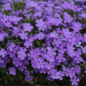 Green River 50 Crater Lake Phlox Seeds - Rich Blue Flower Seeds for Cool Tones, Flower Seed Pack, Deep Blue Shades, Cool Zone Gardens, Attracts Pollinators
