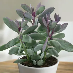 Senecio Crassillimus Plant Plug (Senecio crassillimus) – Unique upright silver-gray stems, drought-resistant and ideal for xeriscaping or containers.