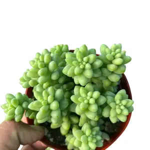Donkey Tail | Burros Tail | Live Succulent Plant | 4 “
