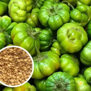 500+  + African Eggplant Green Bitter Seeds Heirloom