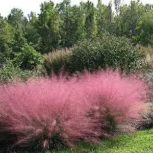 Pink Muhly Grass " Muhlenbergia capillaris " Beautiful Live Plants Blooming Ground Cover Starter Plants ship WITHOUT A POT 3" to 5" tall