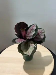 4'' Calathea Roseo Picta, Rosy