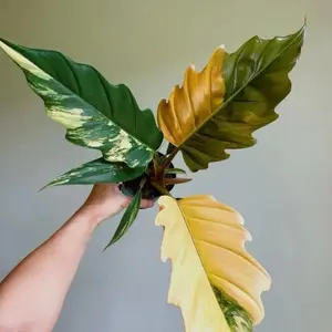Philodendron Caramel Marble TC Live Houseplants