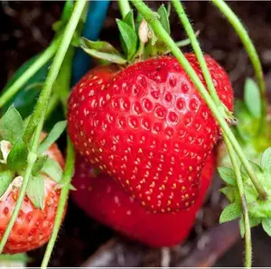 200 Cream Strawberry Seeds - Hardy Perennial Herb, Fall & Spring Planting, Vibrant Multi-Color Harvest