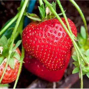 200 Cream Strawberry Seeds - Hardy Perennial Herb, Fall & Spring Planting, Vibrant Multi-Color Harvest