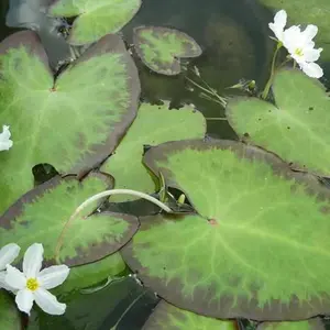 Nymphoides Cristata - Variegated Water Snowflake - Crested floating Heart (Bare Root)