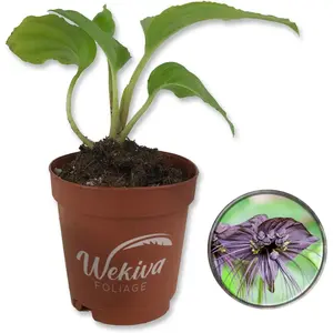 Black Bat Flower - Live Starter Plants in 2 Inch Pots - Tacca Chantrieri - Not in Bloom When Shipped - Extremely Rare and Exotic Flowering Plant