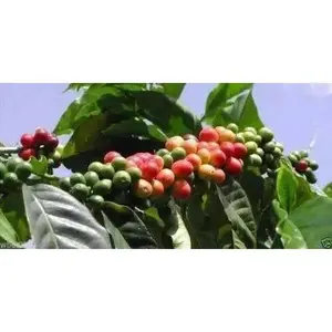 Coffee bean Seeds - Jamaican Blue Mountain