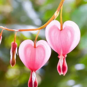 Bleeding Heart Seeds For Planting Mixed - 25 Flower Seeds For Planting Outdoors Perennials