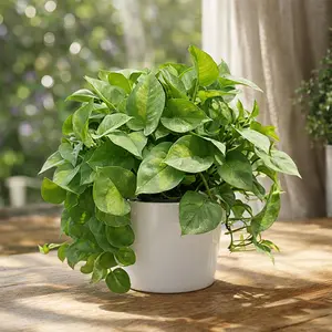 Pothos 'Global Green' Pothos 'Global Green'