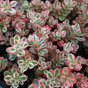 SEDUM 'TRICOLOR' -MN OUTDOOR PERENNIAL 4" POT