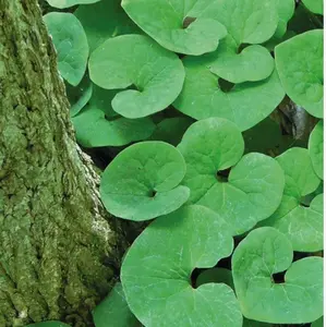 Wild Ginger Roots Organic