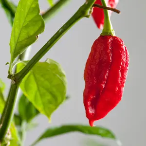 Organic Ghost Pepper Seeds (Capsicum chinense) – Extremely Hot, Popular in Hot Sauces, Use with Caution! – 10+ Seeds
