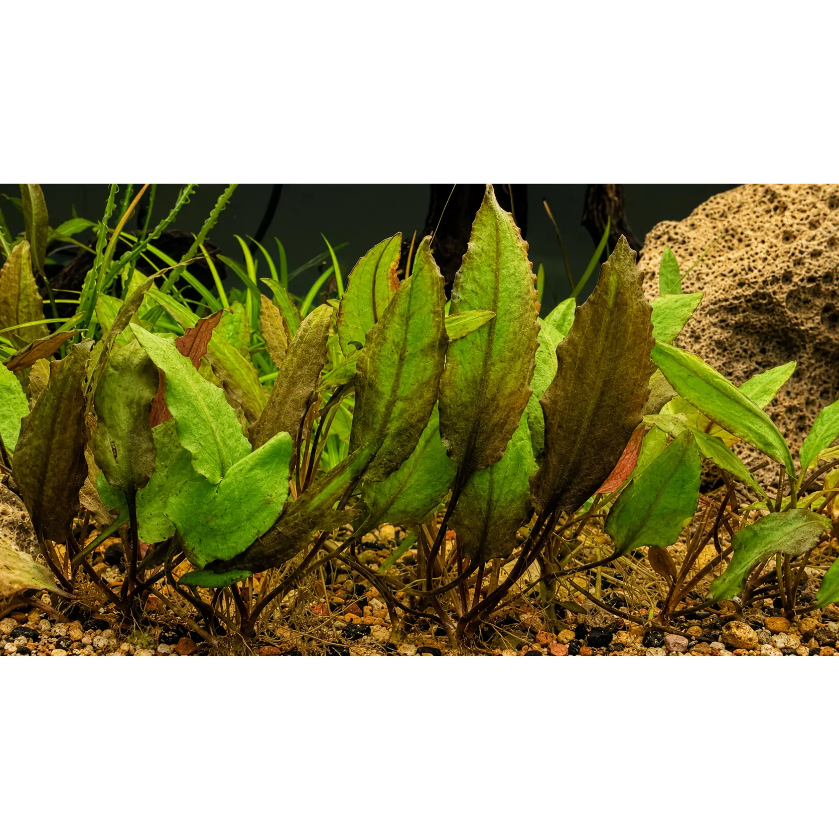 Live Cryptocoryne Wendtii Green Aquarium Plant – Easy Freshwater Crypt