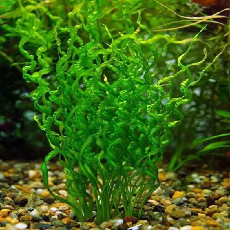 BUY 2 GET 1 FREE Corkscrew Sword! (Echinodorus Vesuvius)-Easy Live Aquarium Pond Aquatic Plant