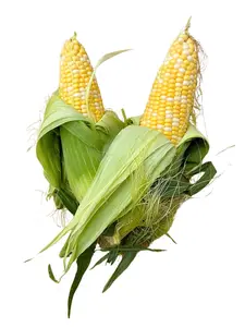 Peaches & Cream Sweet Corn Seeds Non-GMO 8 1/2-11 inch Ears High Sugar Flavorful Tasty for Summer Planting by MAI'S FAMILY
