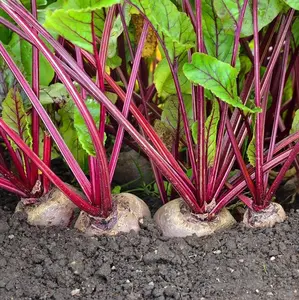TomorrowSeeds - Detroit Dark Red Beet Seeds -  Ruby Red Harvard Blood Turnip Mangel Beetroot Garden Cold Hardy Root Vegetable Seed 2024 Season