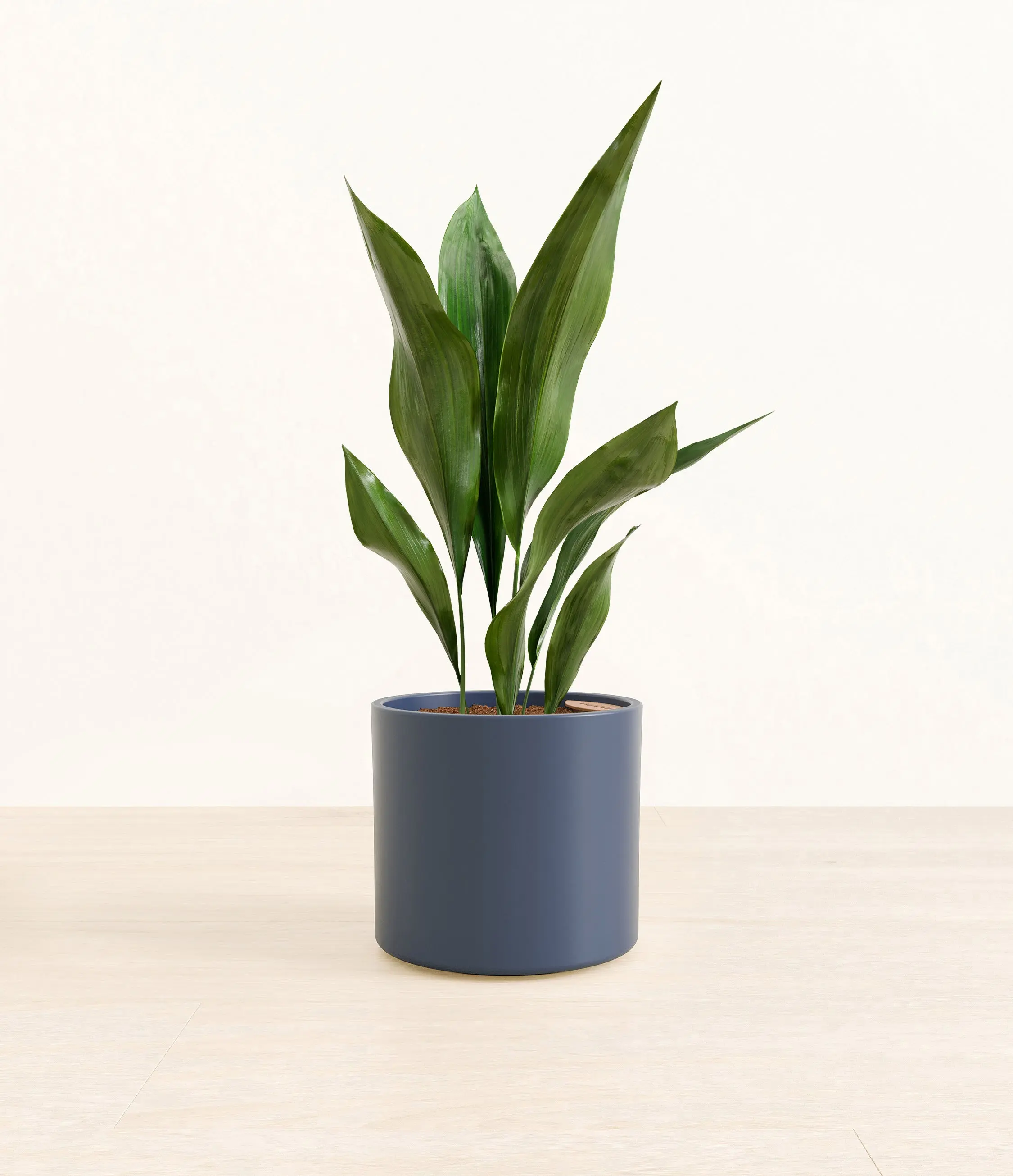 Cast Iron Plant