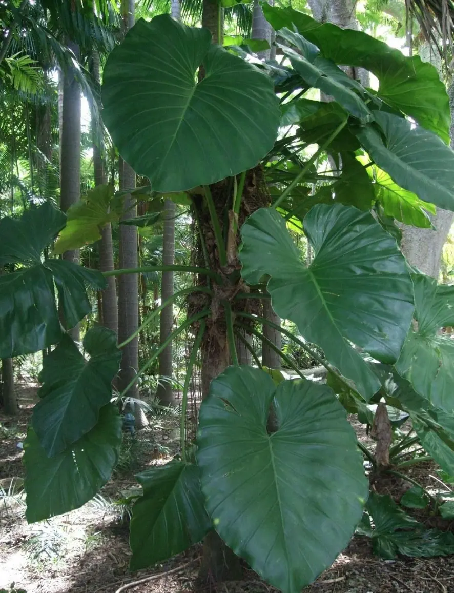 Monster Philodendron Giganteum 2-3ft live plant - Yauta Cimarrona - Giant  Philodendron - Elephant Ear Philodendron - TikTok Shop