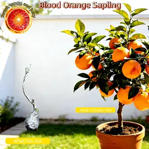 Healthy bare root blood orange seedlings with a well-developed root system, ready to plant upon arrival. When mature, the fruit is sweet, tangy, and juicy. Suitable for both container and in-ground planting. Tree Gardens Non-GMO Sapling Live Compact