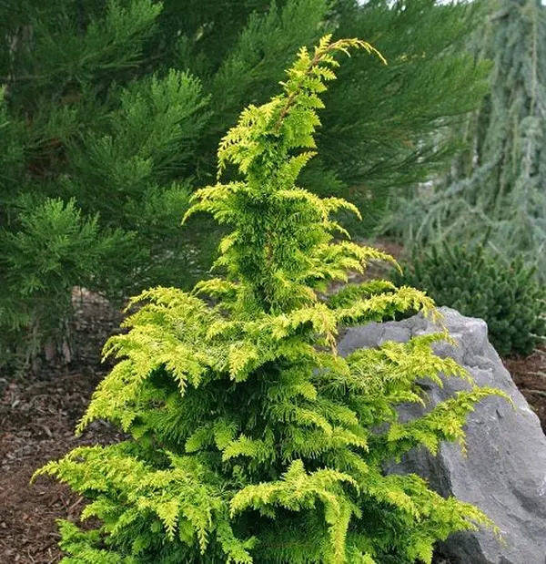 Golden Fernleaf Hinoki False Cypress