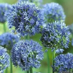 Blue Allium Bulbs -ALLIUM Caeruleum ,Persian Blue