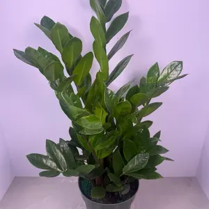 ZZ Plant 6” | Zanzibar Gem | Low Light Houseplant
