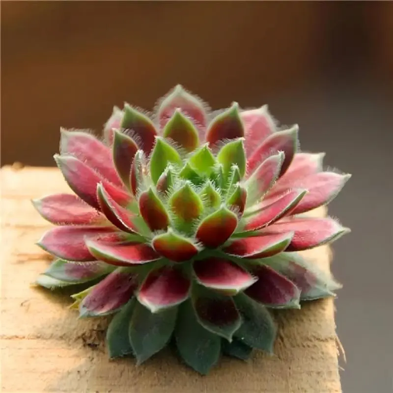 Sempervivum Purple Beauty Hens & Chicks Succulent, 2-4in Cold Hardy Rosette Plant, Color-Changing Foliage, Low-Water for Rock Garden & Windowsill Decor