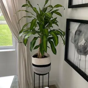 Dracaena Massangeana Live Corn Plant, 10" Pot, Large Indoor House Plant Live Tree