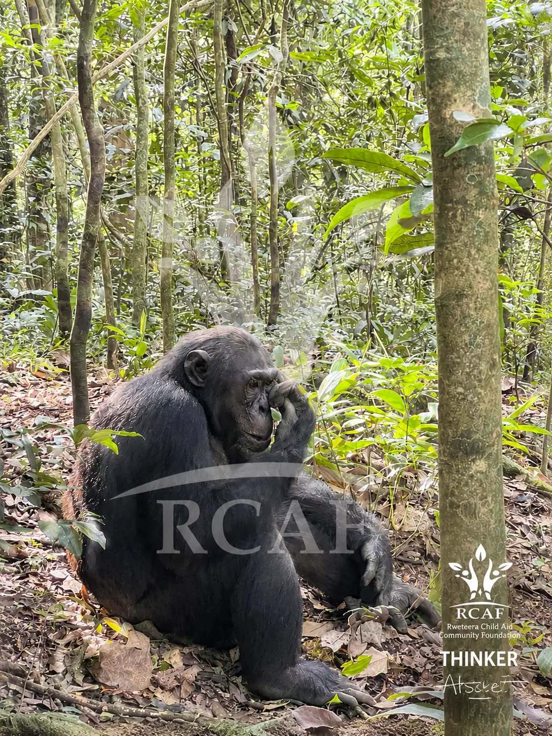 Thinker – Chimpanzee Wildlife Photography