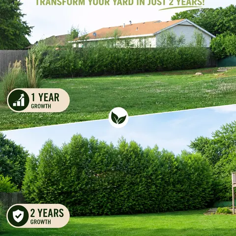 CZ GRAIN 10 Austree Hybrid Willow Live Outdoor Trees - Fastest-Growing Shade/Privacy Willow Tree, Low-Care Growth, Oxygen Production, Filter Function, 12x9x1in Package Dimensions, Versatile Home Improvement Garden Supplies