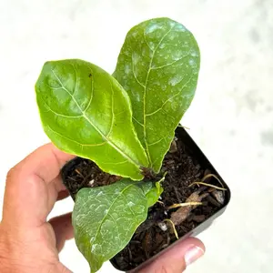 Fiddle Leaf Fig in a 2” Pot Live Houseplants