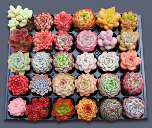 Selected by Gardening Enthusiasts: 12 pieces of succulent plants with roots, at least 10 different varieties