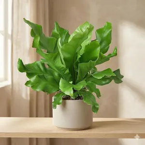 Bird's Nest 'Nidus' Fern