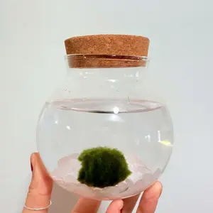 Marimo Live Moss Ball Pet Aquarium Glass Kit - Includes 1" Marimo Ball (1-2 Years), Borosilicate Glass Vase & Quartz Pebbles