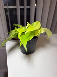 RZ-36   Philodendron Brasil Live Plant – 4 Inch Pot Variegated Heartleaf Philodendron Indoor Houseplant | Decorative Green & Yellow Trailing Vine Plant for Home & Office | Natural Easy-Care Aroid Plant garden