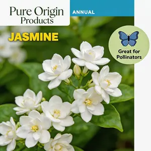 Pure Origin Products Jasmine Flower Seeds for Planting-Non-GMO Jasmine Plant Fragrant Flower Garden Home Climbing Jasmine Seeds