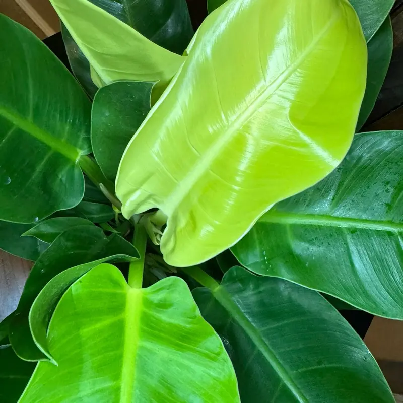 seltene philodendron arten Philodendron scandens Brasil main image 0