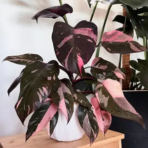 Pink Princess Philodendron Plants, Philodendrons Plants Size 5-9 Inc for Indoor Houseplant Décor, Ornamental Tropical Well-Rooted