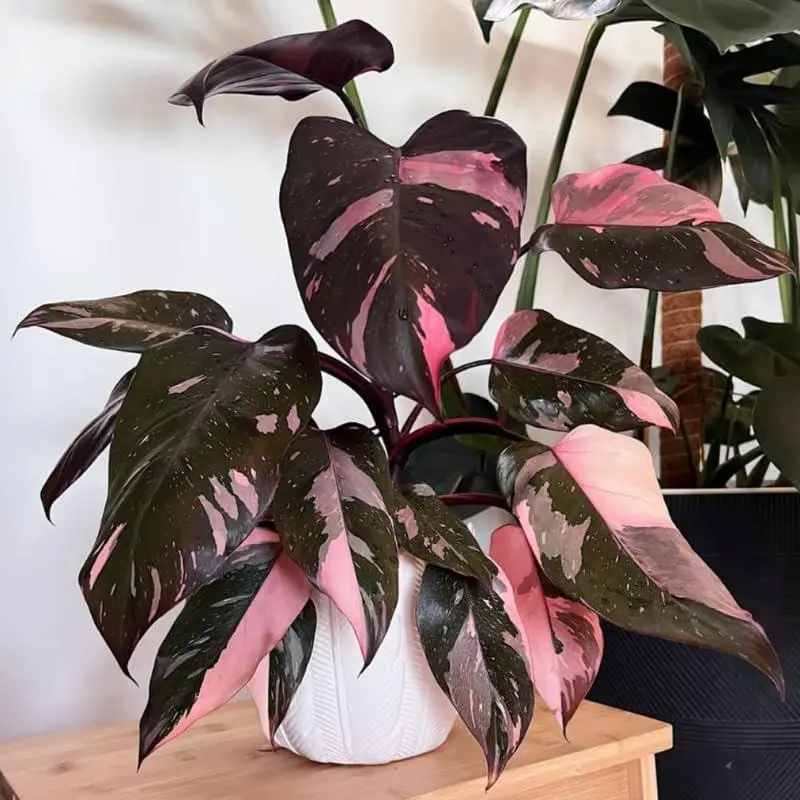 Pink Princess Philodendron Plants, Philodendrons Plants Size 5-9 Inc for Indoor Houseplant Décor, Ornamental Tropical Well-Rooted