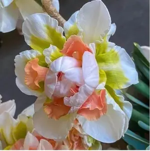 10 Bulbs Replete Double Daffodil Bulbs for Planting