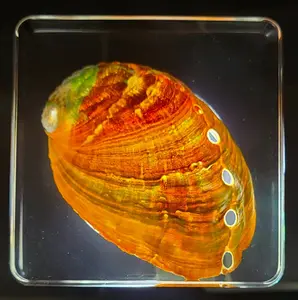 2.9" Real Abalone Shell in Crystal Clear Lucite Resin Paperweight Specimen Preserved Sparkling Marine Sea Aimal Taxidermy Crafts Collection Decor