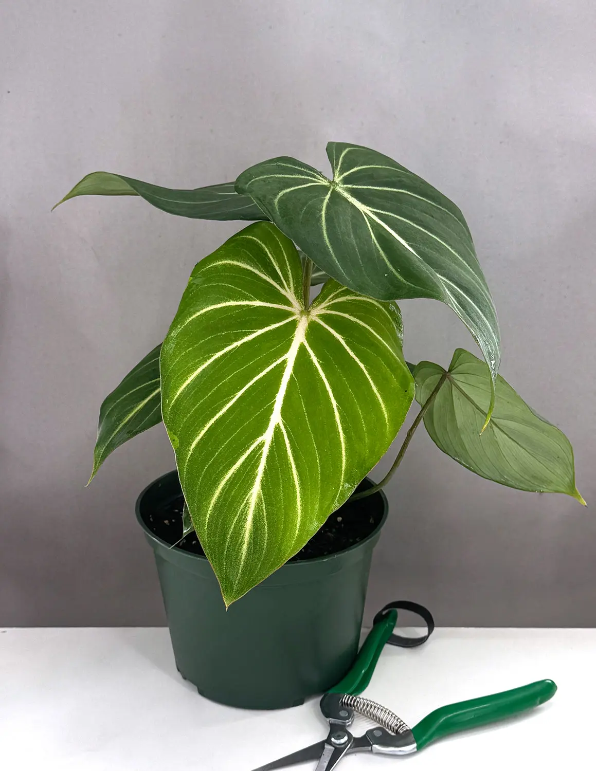 Philodendron Gloriosum