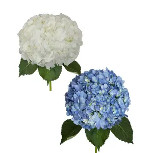 White and Shocking Blue Hydrangeas
