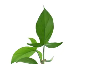 Philodendron camposportoanum (seedling)