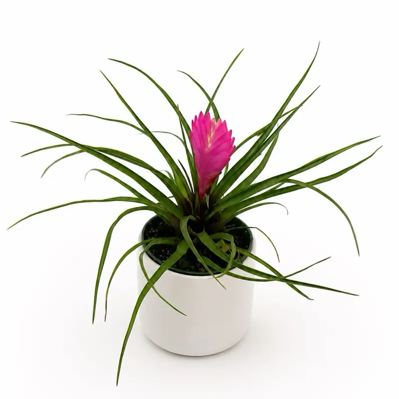 Tillandsia  pink Cyanea 4 pot”- Easy Care Live Tropical House Plant for Beginners Unique Pink Flowers