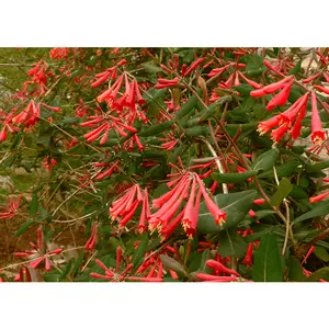 Coral Honeysuckle