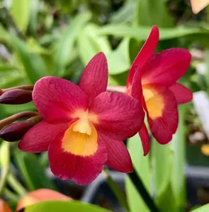 Ctna. Why Not orchid plant, red