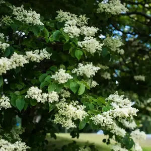 Japanese Lilac Tree Seeds | Tree Lilac | (Syringa reticulata)