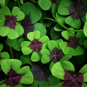 CZ GRAIN Iron Cross Shamrock Bulbs - 10 Bulbs to Plant - Fast Growing Year Round Color Indoors or Outdoors - Made in USA